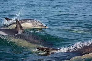 Delphinus: Common Dolphin