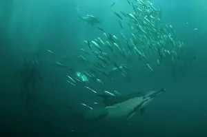 Delphinus: Common Dolphin with baitball (school of small bait