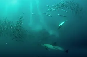Baitball: Common Dolphin with baitball (school of small bait