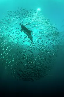 Transkei: Common Dolphin with baitball (school of small bait