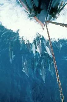 Ralf Kiefner: Common Dolphin - Bow riding