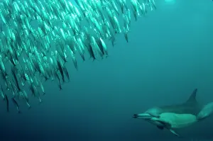 Baitball: Common Dolphin chasing baitball (school of small