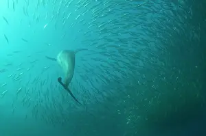 Transkei: Common Dolphin chasing baitball (school of small