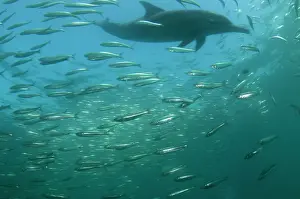Transkei: Common Dolphin chasing baitball (school of small