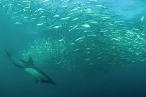 Transkei: Common Dolphin chasing baitball (school of small