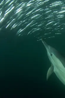 Transkei: Common Dolphin chasing baitball (school of small