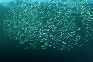 Transkei: Common Dolphin chasing baitball (school of small