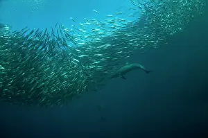 Transkei: Common Dolphin chasing baitball (school of small