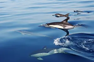 Gibraltar: Common Dolphin - group swimming in the strait of Gibraltar