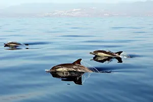 Gibraltar: Common Dolphin - group swimming in the strait of Gibraltar