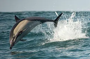 Port: Common Dolphin jumping - Port St Johns, Wild Coast