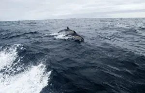 Delphis: Common Dolphin - Jumping from water
