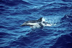 Delphis: Common dolphin - leaping