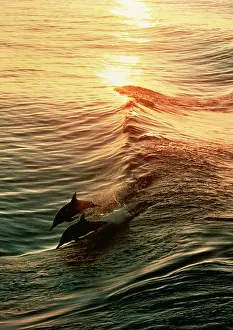 Delphis: Common Dolphin - two leaping at sunset