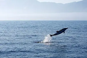 Gibraltar: Common Dolphin - leaping out of water in the strait