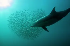 Baitball: Common Dolphin pod chasing heart-shaped baitball