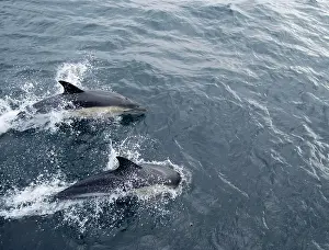 Delphis: Common Dolphin - Swimming