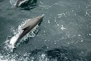 Delphinus: Common Dolphin - Swimming