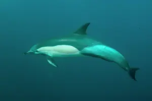 Transkei: Common Dolphin swimming