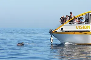 Gibraltar: Common Dolphin - swimming alongside whale watching