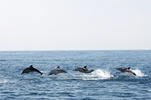 Gibraltar: Common Dolphin - four swimming in line - leaping