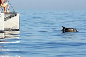 Gilbraltar: Common Dolphin - swimming in front of sailing boat