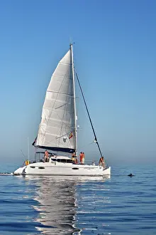 Gilbraltar: Common Dolphin - swimming in front of sailing boat