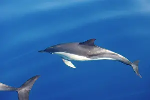 Gilbraltar: Common Dolphin - swimming in the strait of Gibraltar