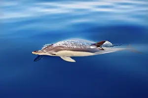 Gibraltar: Common Dolphin - swimming in the strait of Gibraltar