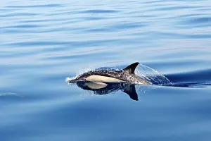 Gibraltar: Common Dolphin - swimming in the strait of Gibraltar