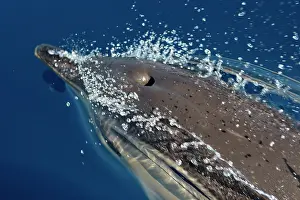 Gibraltar: Common Dolphin - swimming in the strait of Gibraltar