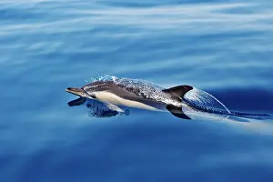 Gibraltar: Common Dolphin - swimming in the strait of Gibraltar