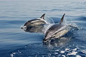 Gibraltar: Common Dolphin - two swimming in the strait of Gibraltar