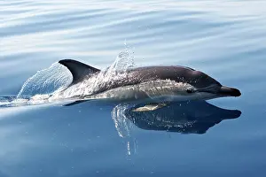 Gibraltar: Common Dolphin - swimming in the strait of Gibraltar