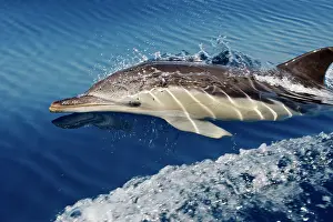 Gibraltar: Common Dolphin - swimming in the strait of Gibraltar