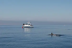 Gibraltar: Common Dolphin - swimming in the strait of Gibraltar
