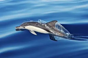 Gibraltar: Common Dolphin - swimming in the strait of Gibraltar