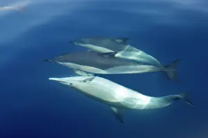 Gilbraltar: Common Dolphin - swimming underwater in the strait
