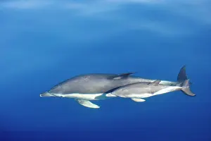 Gilbraltar: Common Dolphins - adult & young swimming in the