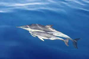 Gilbraltar: Common Dolphins - adult & young swimming in the