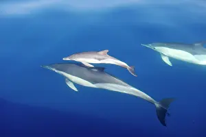Gibraltar: Common Dolphins - adults & young swimming in the
