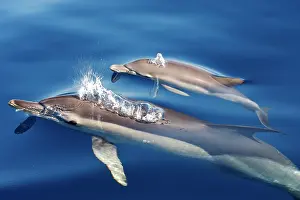 Gibraltar: Common Dolphins - adults & young swimming in the