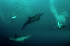 Baitball: Common Dolphins with baitball (school of small bait