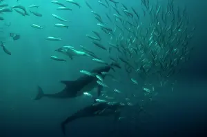 Baitball: Common Dolphins with baitball (school of small bait
