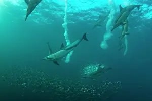 Transkei: Common Dolphins with baitball (school of small bait