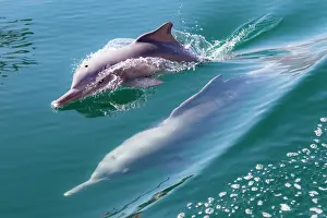 Dolphins: Common dolphins (Delphinus delphis), Fjords or Khor