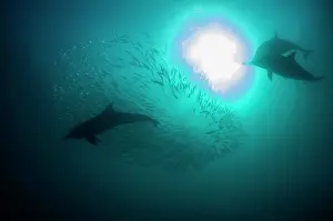 Delphinus: Common Dolphins pod chasing baitball (school of