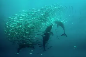 Delphinus: Common Dolphins pod chasing baitball (school of
