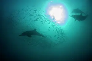 Baitball: Common Dolphins pod chasing baitball (school of