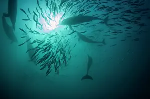 Baitball: Common Dolphins pod chasing baitball (school of